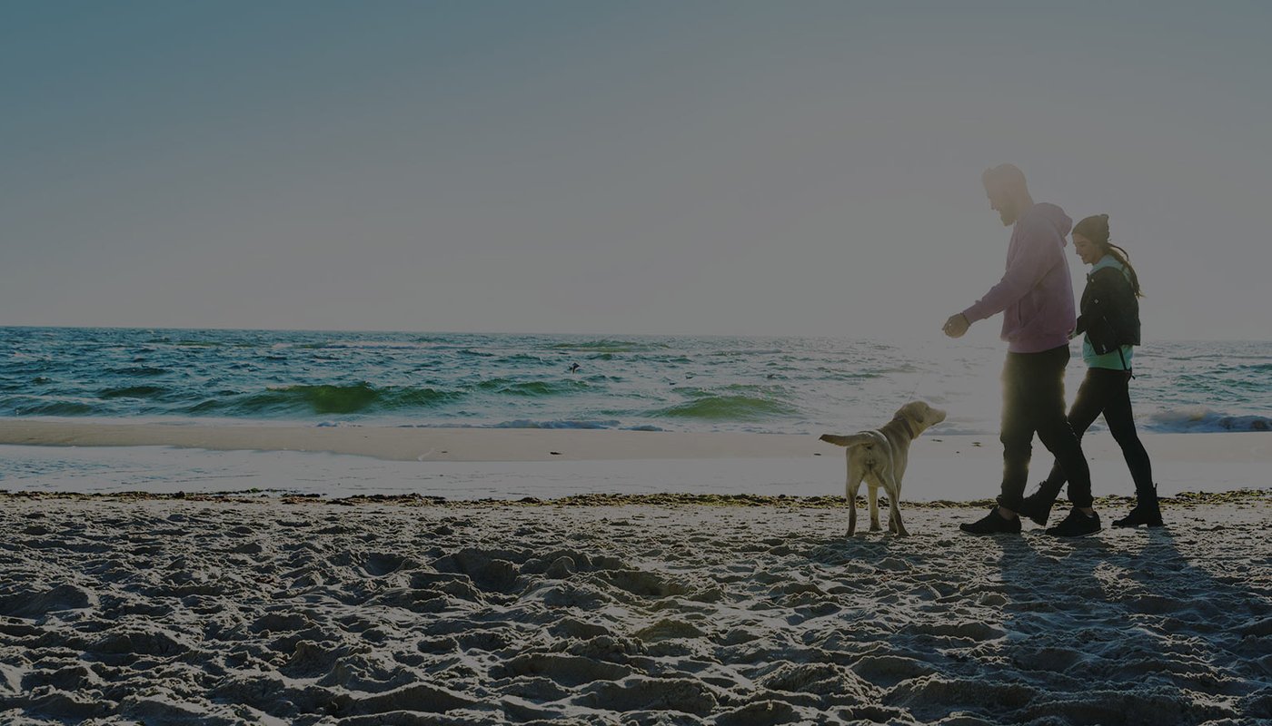 Two people walking a dog along a sunny beach