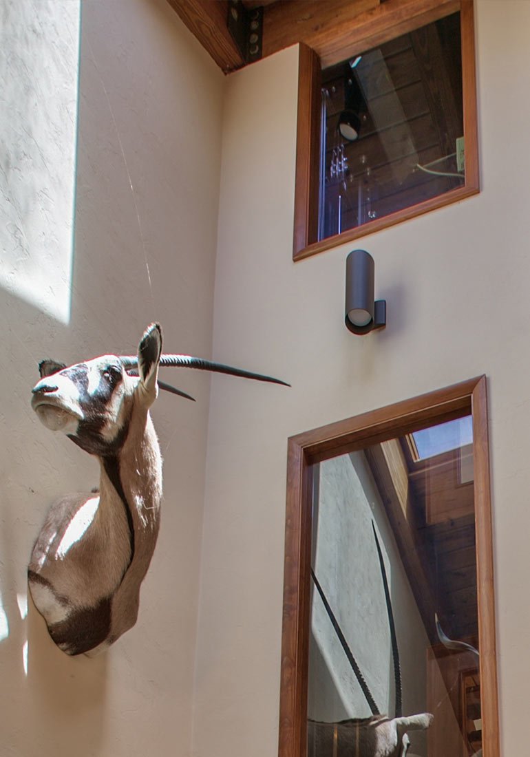 Mounted antelope head on a tall wall beside interior windows with wood trim