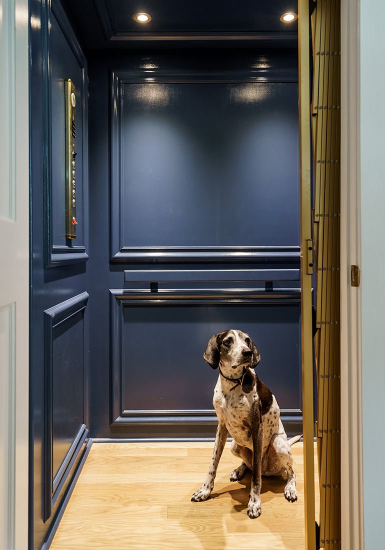 Dog sitting inside a navy-blue home elevator