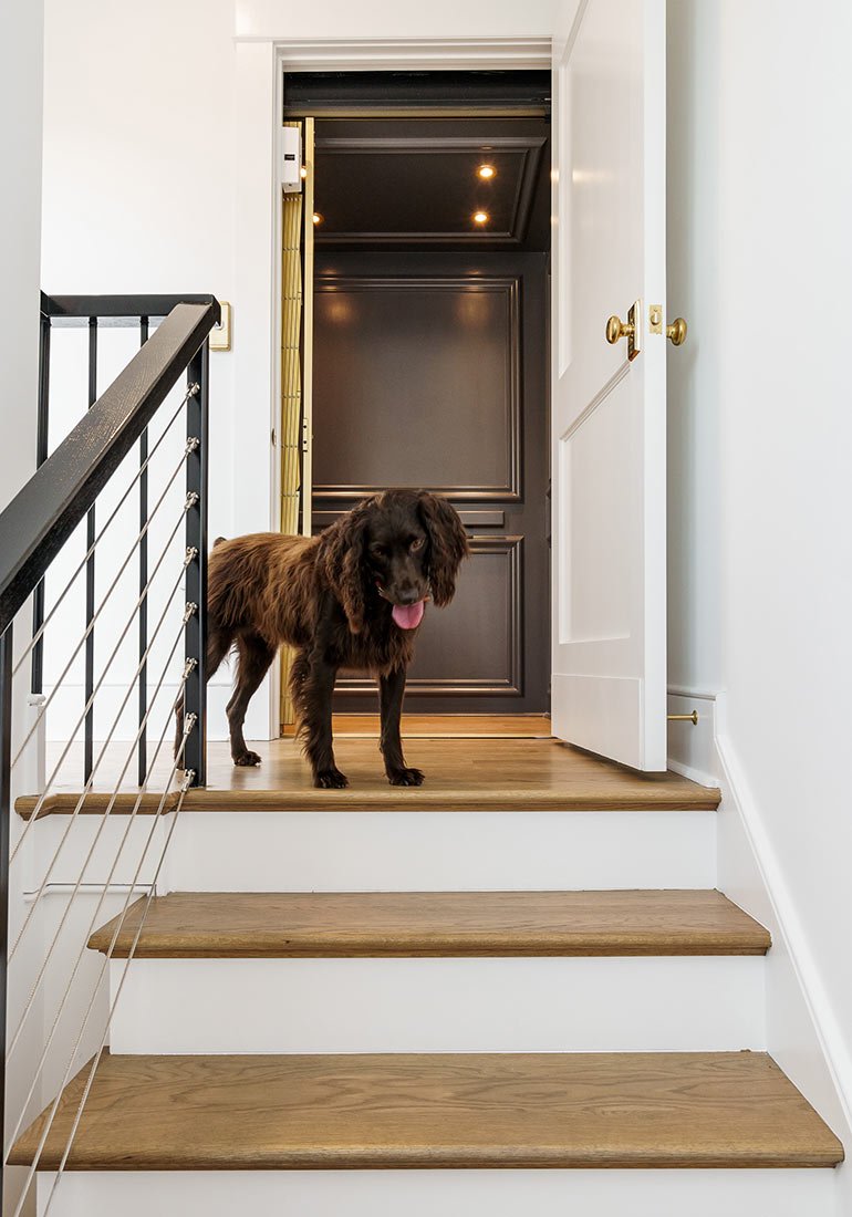 Dog standing at the top of stairway in front of home elevator